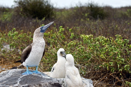 Blue-footed-boobies-galapagos-islands